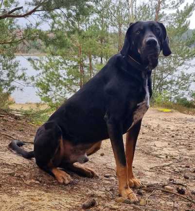 Thüringer Hundeschule